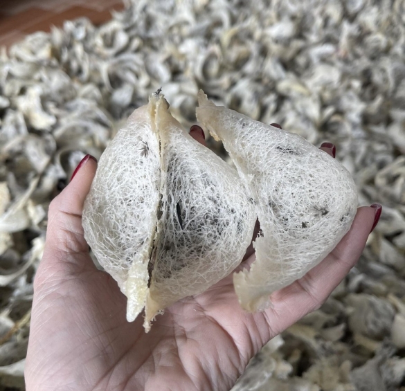 TỔ YẾN THÔ HDK ÍT LÔNG (LOẠI CHỌN LỌC)- 100G 